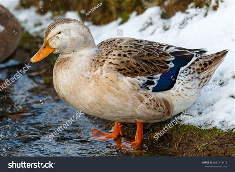 Silver Appleyard Duck