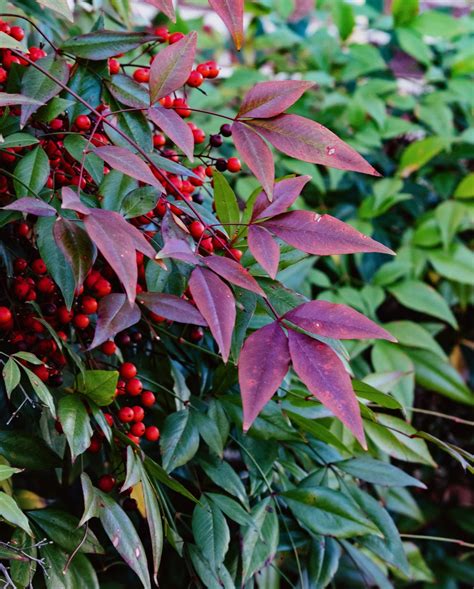 15 Best Trees for Privacy - Year-Round Trees for Privacy