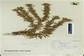 Herbarium JCB