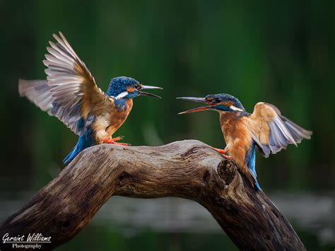 Exhibition Acceptances – Geraint's Photography