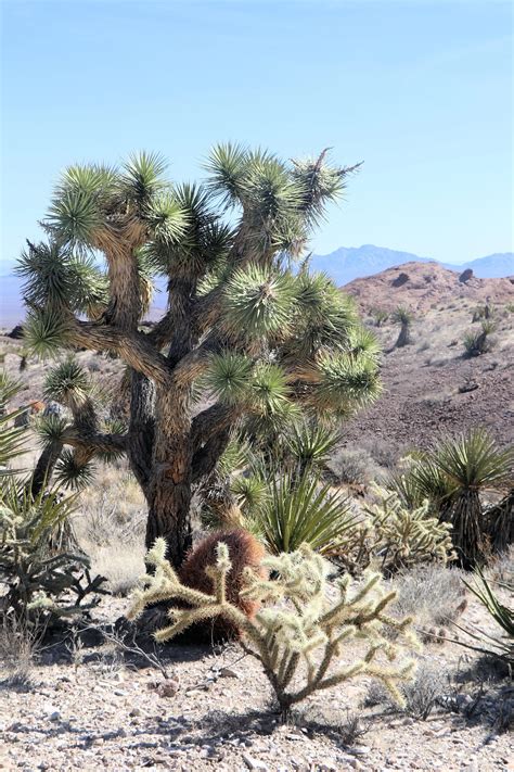 Castle Mountains National Monument