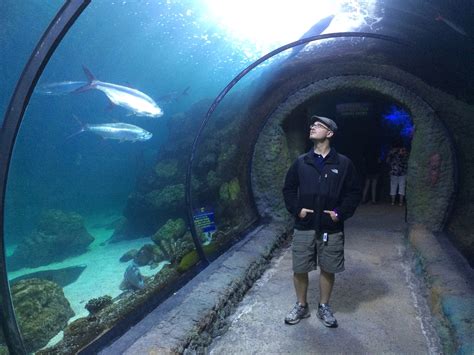 Denver Aquarium Museum at Dorothy Roof blog