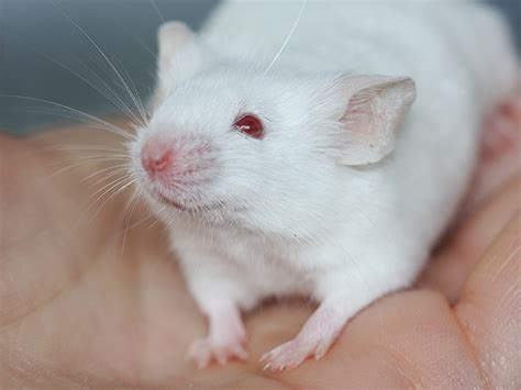 Image result for Mouse Genetics