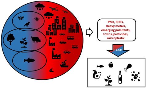 Food Plants and Environmental Contamination: An Update