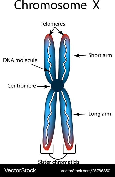 Image result for Chromosome Microarray Test