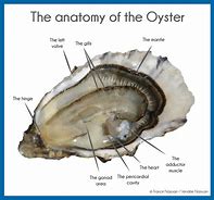 Oyster 的图像结果