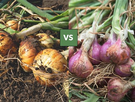 Onion vs Shallot: What's the Difference?