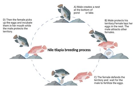Reproduction Of Tilapia