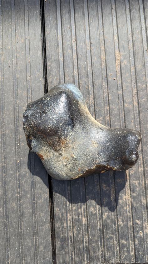 Found something on my yard. Looks like a pelvic bone. : r/fossils