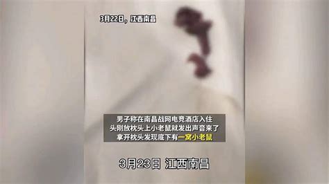 江西南昌：男子在电竞酒店枕头下发现一窝老鼠|江西南昌|枕头|酒店_新浪新闻