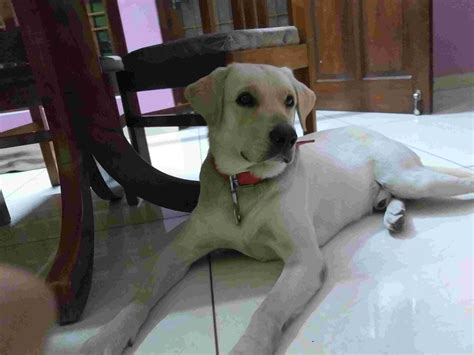 My dog is vomiting both white foam and yellow fluid. He is feeling lazy ...