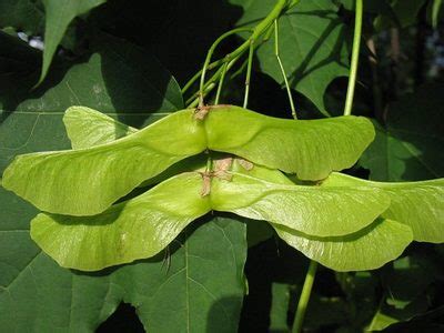 Клён обыкновенный, или остролистный - Acer platanoides ...