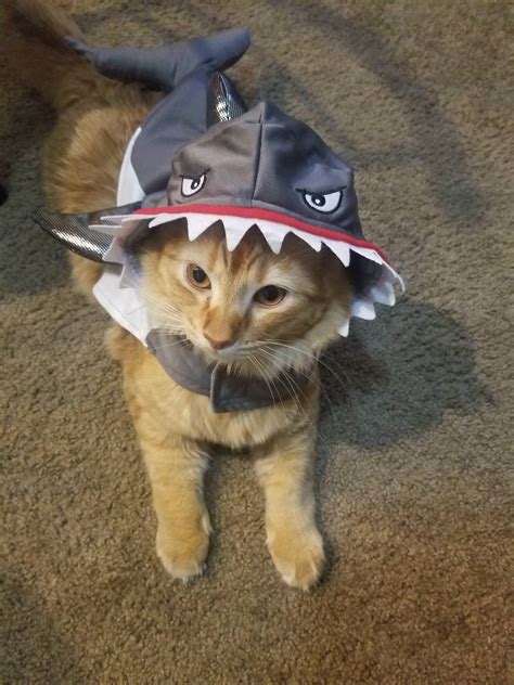 Pretty cats, Cute cats, Cat shark