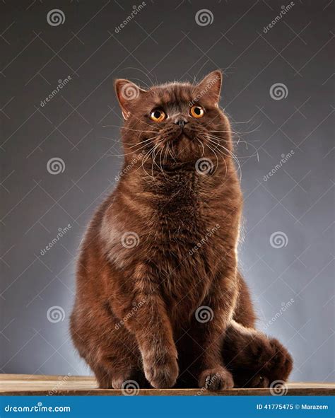 Brown British Shorthair Cat Stock Image - Image of animal, cute: 41775475