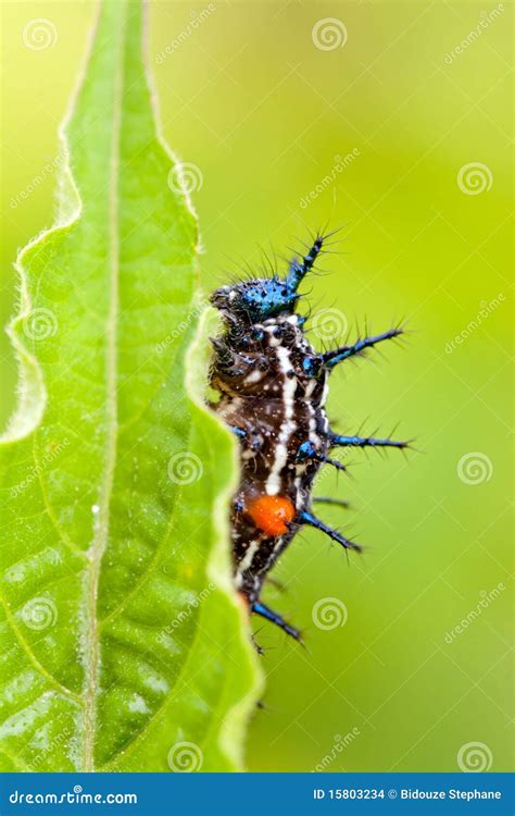 Caterpillar with spikes stock photo. Image of lepidoptera - 15803234