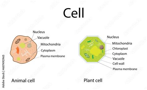Image result for Basic Structure of a Cell