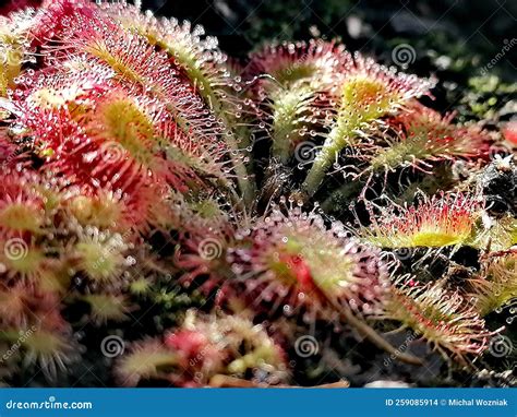 Drosera Sundew - Carnivorous Plant Stock Photo - Image of soil ...