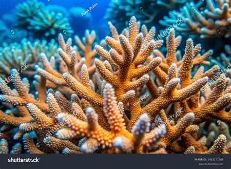 Underwater Closeup Branching Acropora Coral ภาพสต็อก 2453177503 ...