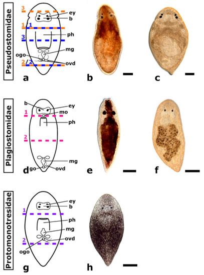 Biology | Special Issue : The Evolution of Regeneration