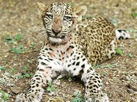 This 7-Month-Old Leopard Was Paralysed In An Accident, Now She’s ...