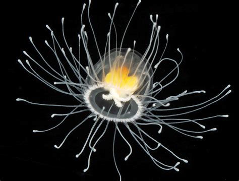 Can Immortal Jellyfish Reproduce at Ida Barrera blog - reproduction of immortal jellyfish