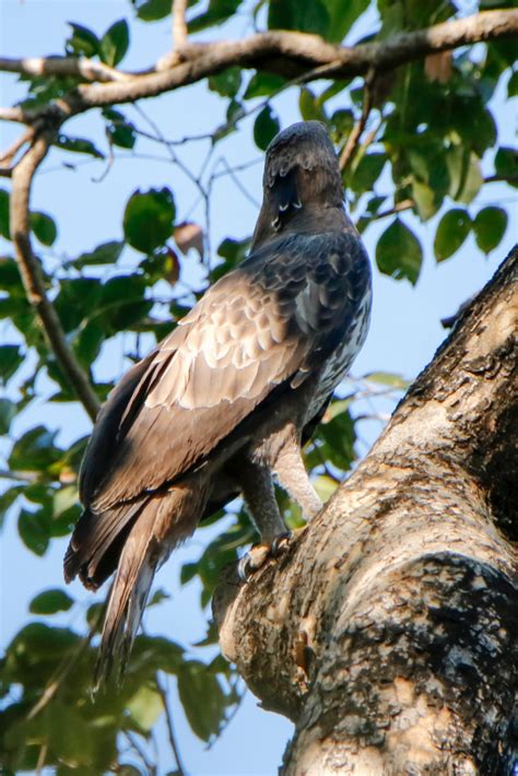 Changeable Hawk Eagle ,મોરબાજ
