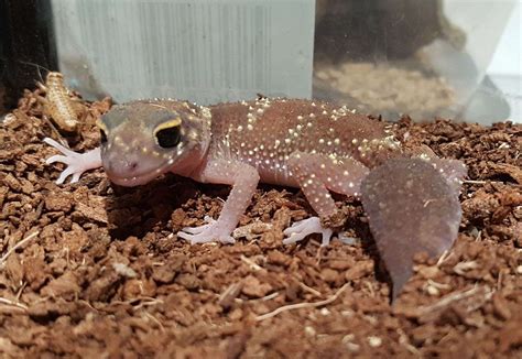 Barking Gecko Making Noise 的图像结果