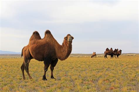 Workshop on “Mongolian Camel Milk Cluster - New Organization for Effective Cooperation and ...