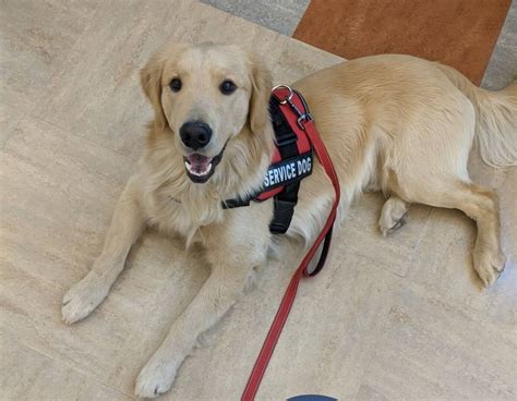 Psychiatric Service Dog Training - Fun Paw Care