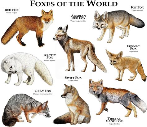 Foxes of the World Poster Print - Etsy | Tiere wild, Vögel als ...