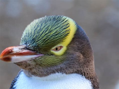 Dieren - Kidsweek