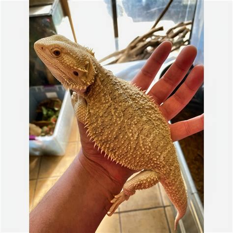 Full Grown Bearded Dragons