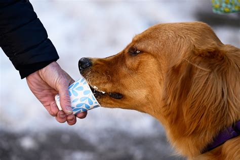 PHOTOS: Over a thousand Golden Retrievers and their owners enjoyed the ...