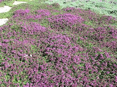 Red Supply Solution Creeping Thyme 500 Seeds - Scarlet Thymus Serpyllum ...