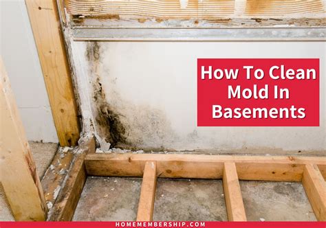 How To Clean Black Mold From Basement Walls at Jackson Steinfeld blog