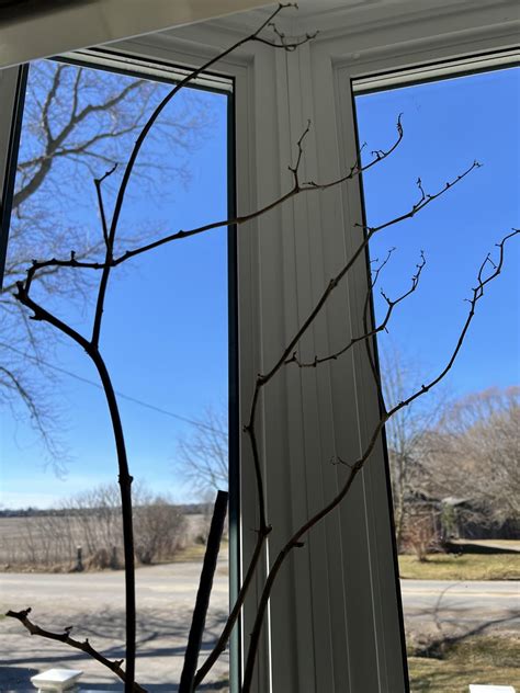 Is my Carolina Reaper plant saveable? : r/plantclinic