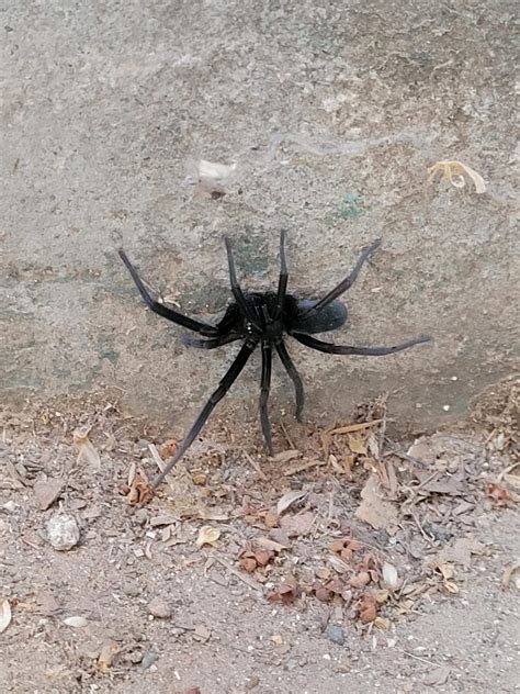 Unidentified spider in Riverside, California United States