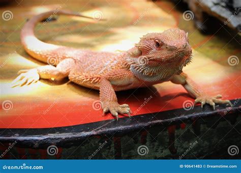 Orange Bearded Dragon on Orange Table Stock Image - Image of crawling ...