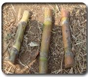 Expert System for Sugarcane
