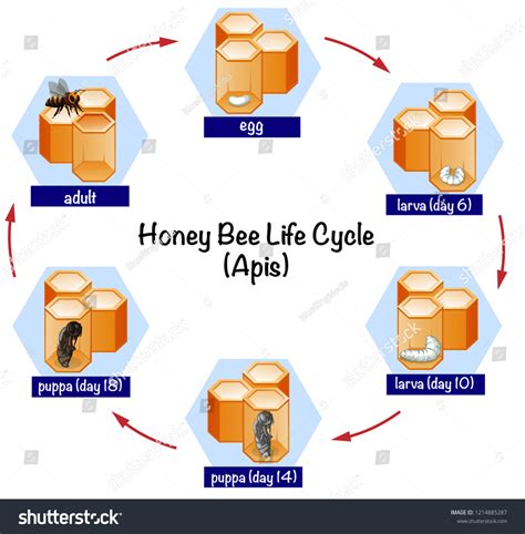 1,216 Life Cycle Of Bee Images, Stock Photos & Vectors | Shutterstock