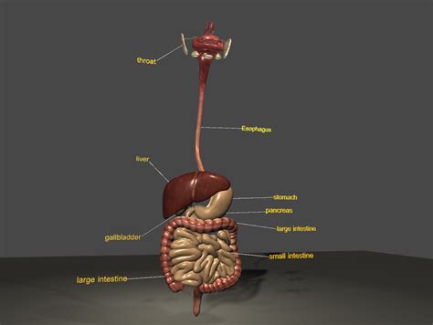 Image result for Digestive System 3D Model Tutorial