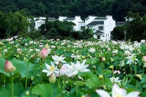 荷塘和荷池的区别,池大还是塘大,塘和池有什么区别_大山谷图库