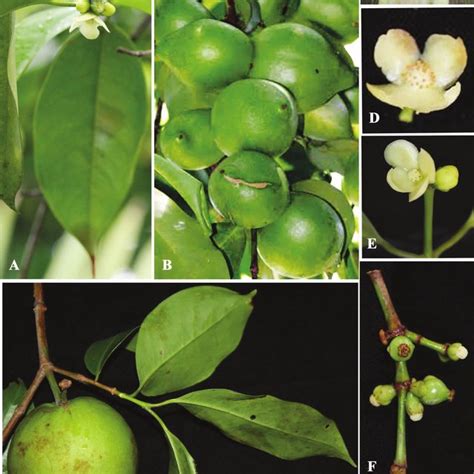 Garcinia assamica Fruit Plant – veliyathgardens