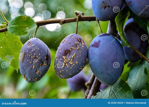 Image result for Root Rot Plum Tree