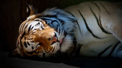 Wallpaper tiger, sleep, shadow, striped, big cat, predator hd, picture ...