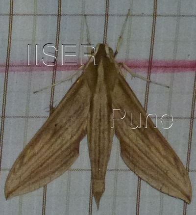 Ramana Athreya @ IISER-Pune : Sphingid Species Notes