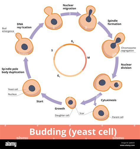 What Is The Life Cycle Of Yeast at Kathaleen Velasquez blog
