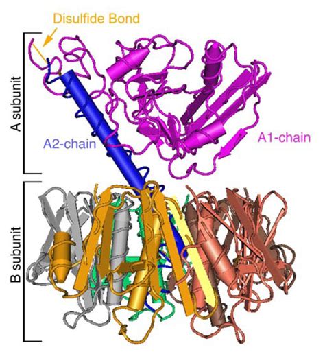 Cholera Toxin: An Intracellular Journey into the Cytosol by Way of the ...