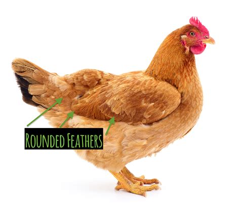 What Is The Difference Between A Chicken Hen And Rooster at Jeramy ...