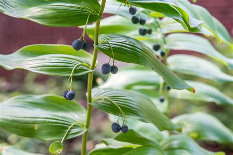 How to Grow and Care for Solomon's Seal